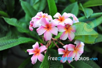 Frangipani Flowers Stock Photo
