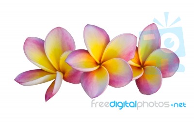 Frangipani Flowers Stock Photo
