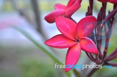 Frangipani Flowers And Green Leaves Stock Photo