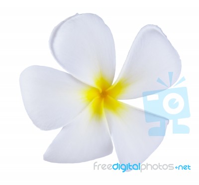 Frangipani Or Plumeria Flower Isolated On White Background Stock Photo
