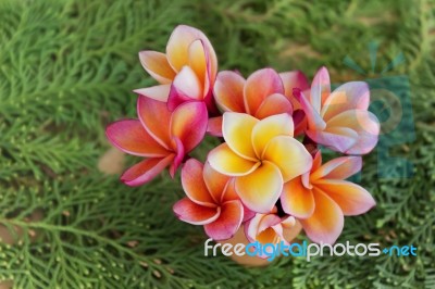 Frangipani Or Plumeria Flowers In Small Vase On  Fresh Green Pin… Stock Photo