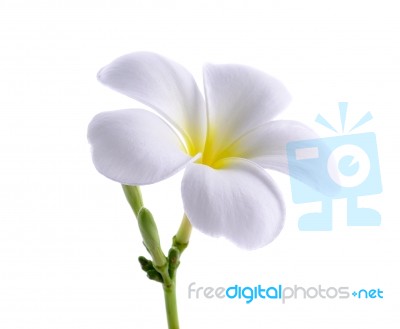 Frangipani Or Plumeria Isolated On The White Background Stock Photo