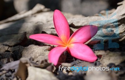 Frangipani (plumeria) , In  Color And Blur Style For Background Stock Photo