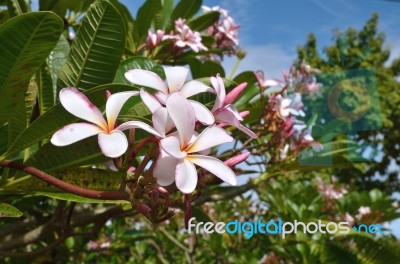 Frangipani,trees Stock Photo
