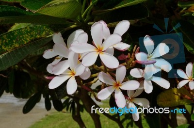 Frangipani,trees Stock Photo