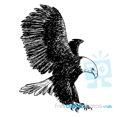 Freehand Sketch Illustration Of Eagle, Hawk Bird Stock Image