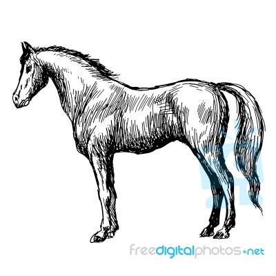 Freehand Sketch Illustration Of Horse Stock Image