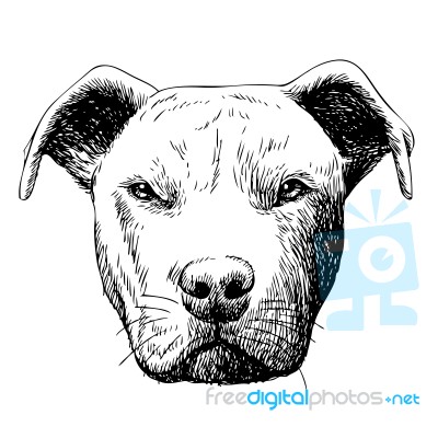Freehand Sketch Illustration Of Pitbull Dog Stock Image
