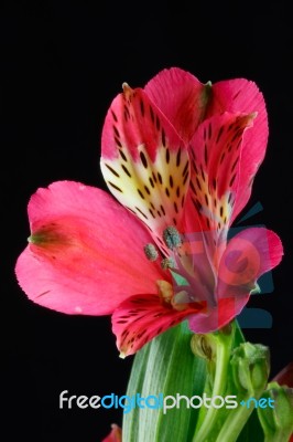 Freesia (iridaceae) Close-up Stock Photo
