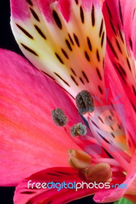 Freesia (iridaceae) Close-up Stock Photo