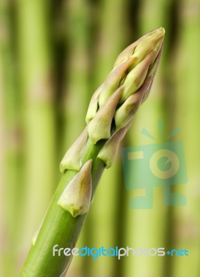 Fresh Asparagus Tips Stock Photo
