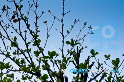 Fresh Branches Of  Tree Stock Photo