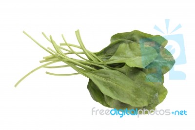 Fresh Bunch Of Organic Spinach Isolated On White Background Stock Photo