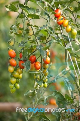 Fresh Cherry Tomatoes Stock Photo