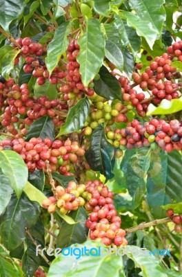 Fresh Coffee Bean On Tree Stock Photo