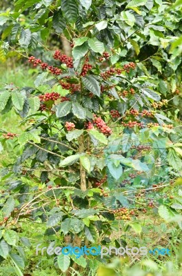 Fresh Coffee Bean On Tree Stock Photo