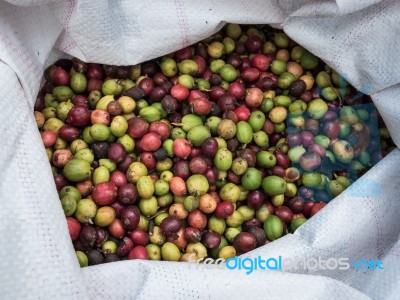 Fresh Coffee Beans Before Roast Stock Photo