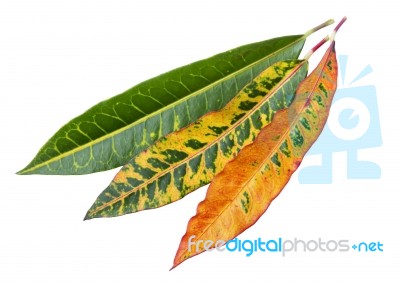 Fresh Colorful Leaves On White Background Stock Photo