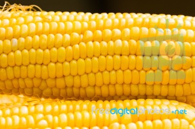 Fresh Corn Cobs Stock Photo