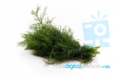 Fresh Dill Stock Photo