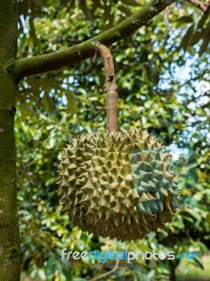 Fresh Durian On Durian Tree In Ease Of Thailand Stock Photo