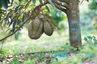 Fresh Durian On Tree Stock Photo Fresh Durian On Tree Stock Photo
