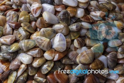 Fresh Enamel Venus Shell  (meretrix Lyrata) Stock Photo