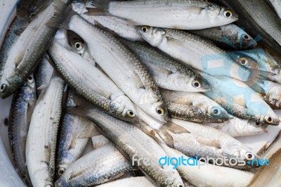 Fresh Fish Stock Photo