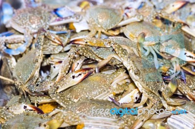 Fresh Flower Crabs On Ice Exposition At The Seafood Market In Th… Stock Photo