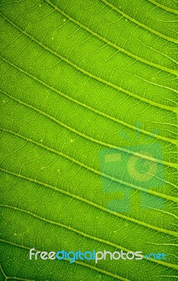 Fresh Green Leaf Texture Background Stock Photo
