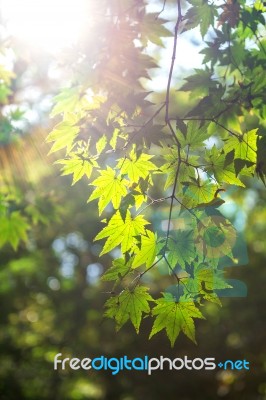 Fresh Green Maple Leaves With Soft Focus Stock Photo