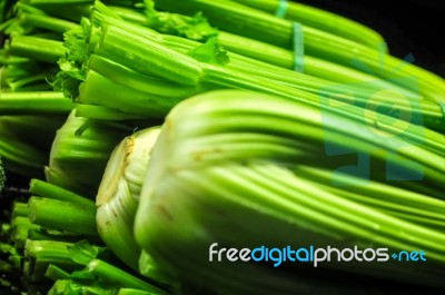 Fresh Group Of Celery Stock Photo