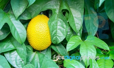 Fresh Jackfruit, Gac Stock Photo
