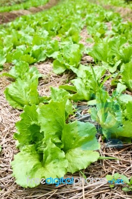 Fresh Lettuce In The Farm  Stock Photo