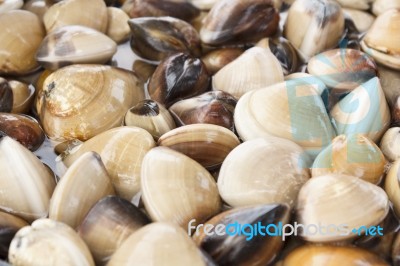 Fresh Live Clams Stock Photo