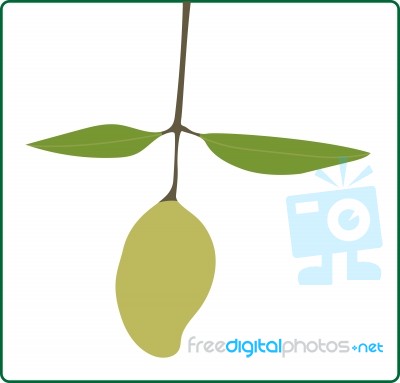 Fresh Mango Fruit Stock Image
