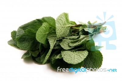 Fresh Mint Stock Photo