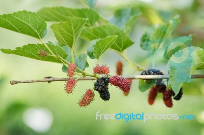 Fresh Mulberry On Tree. Berry Fruit In Nature Stock Photo