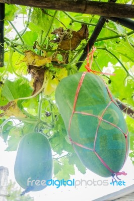 Fresh Of Green Winter Melon On The Tree Stock Photo