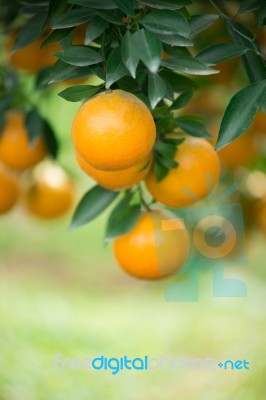 Fresh Orange Stock Photo