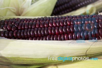 Fresh Organic Sweet Purple Corn Stock Photo
