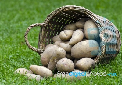 Fresh Potatoes Stock Photo