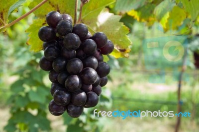 Fresh Purple Grape Stock Photo