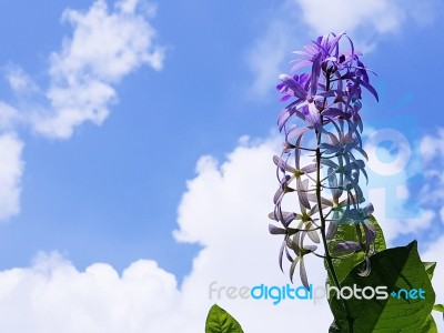 Fresh Purple Wreath Stock Photo