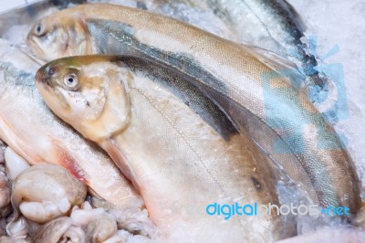 Fresh Rainbow Trout Fish Closeup At The Seafood Market Stock Photo