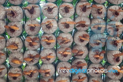 Fresh Reishi Mushroom For Display Stock Photo