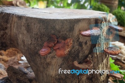Fresh Reishi Mushroom For Display Stock Photo