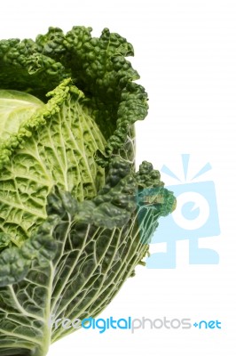 Fresh Savoy Cabbage Stock Photo