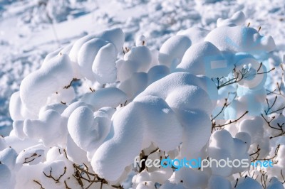 Fresh Snow Cover In Tree At Closeup, Winter Landscape Stock Photo