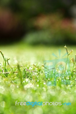 Fresh Spring Green Grass Stock Photo